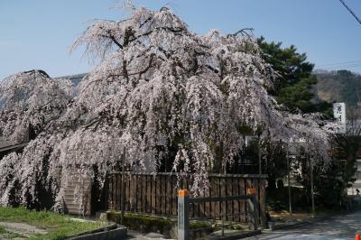 桜の開花状況