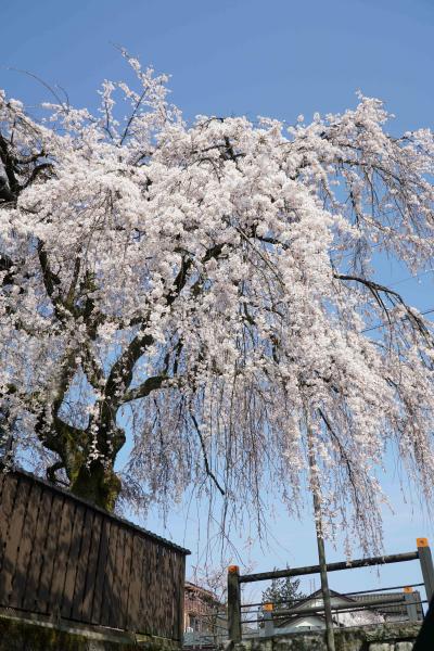 桜の開花状況