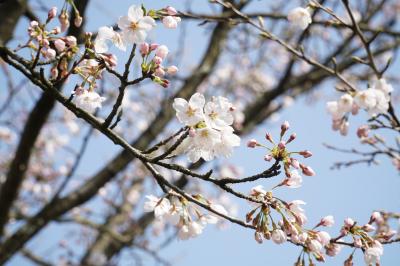 桜の開花状況