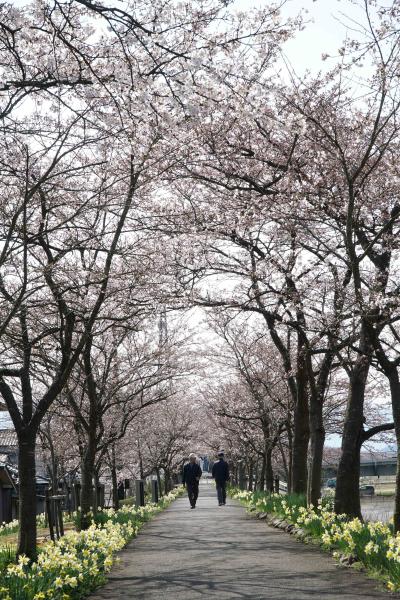 桜の開花状況