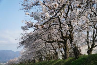 桜の開花状況