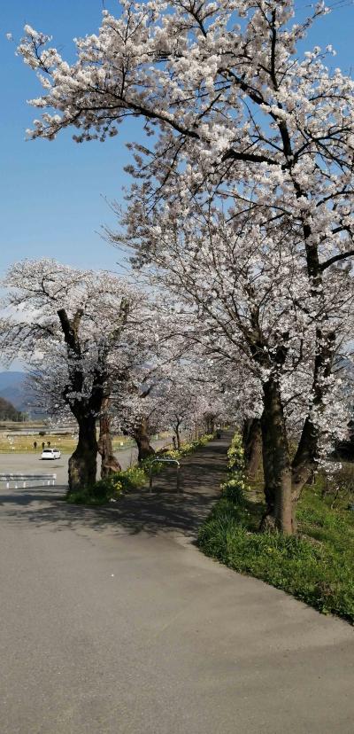 桜の開花状況