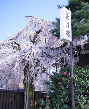 しだれ桜