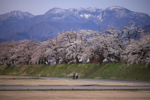 弁天桜