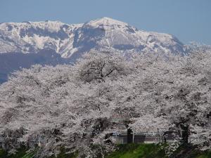 弁天桜