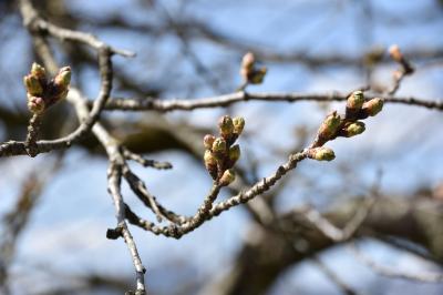 桜の開花状況