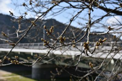 桜の開花状況