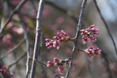 桜の開花状況