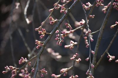 桜の開花状況