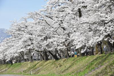 さくら