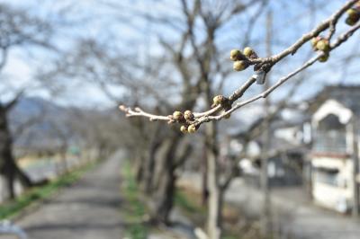 弁天桜