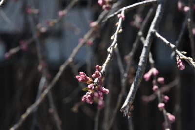 桜の開花状況