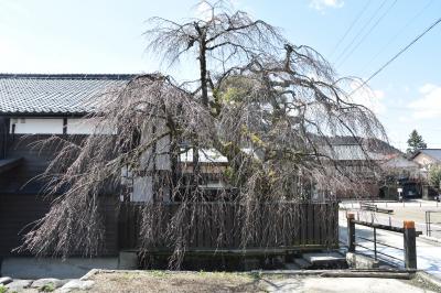 桜の開花状況