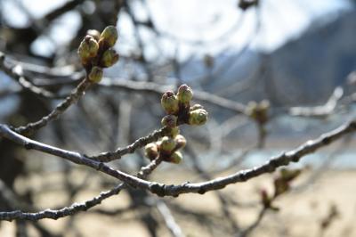 桜の開花状況