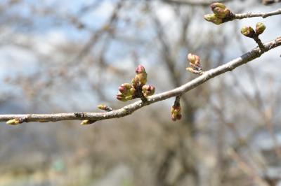 桜の開花状況