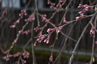 枝垂れ桜