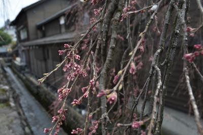 枝垂れ桜