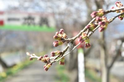 弁天桜