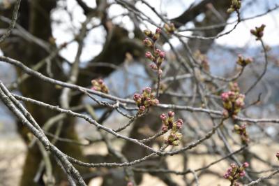 弁天桜