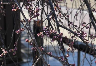 桜の開花状況