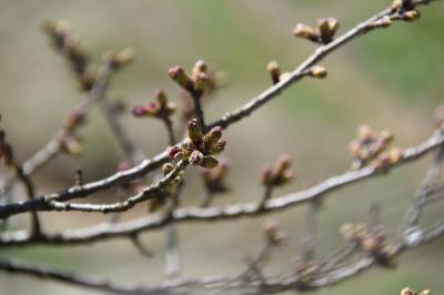 桜の開花状況