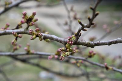 桜の開花状況