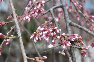 桜の開花状況