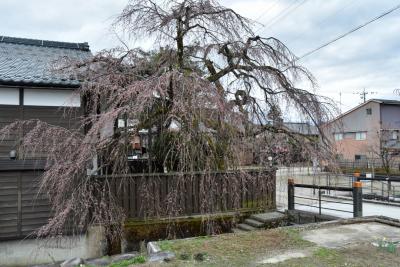 桜の開花状況