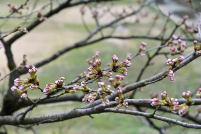 桜の開花状況