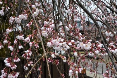 桜の開花状況