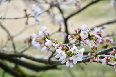 桜の開花状況