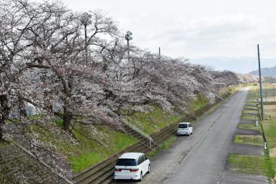 桜の開花状況