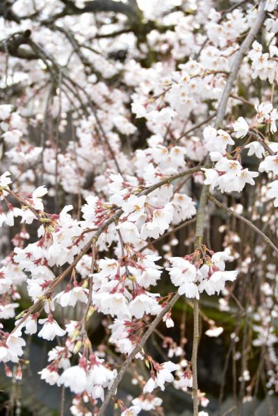 桜の開花状況