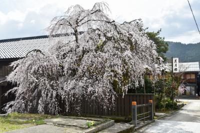 桜の開花状況