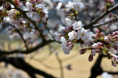 桜の開花状況