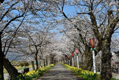 桜の開花状況