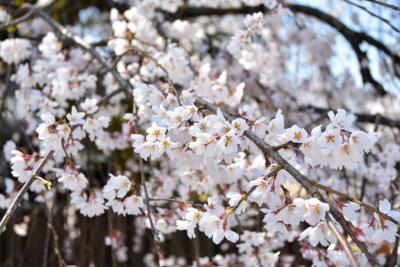 桜の開花状況