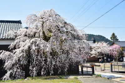 桜の開花状況