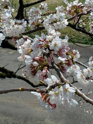 桜の開花状況