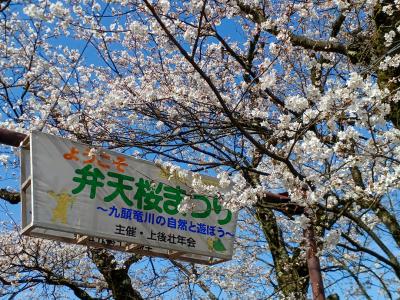 桜の開花状況