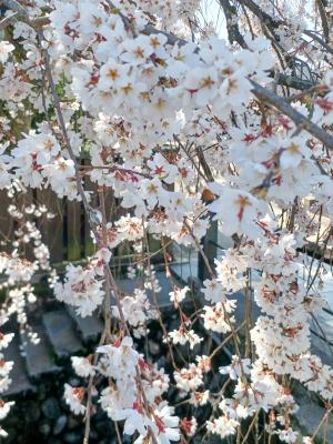 桜の開花状況