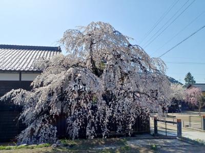 桜の開花状況