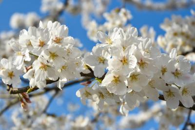 桜の開花状況