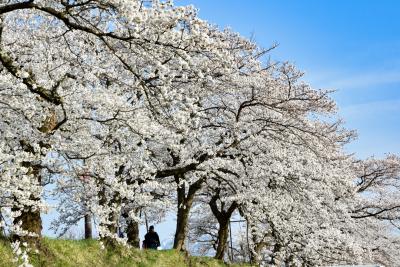 桜の開花状況