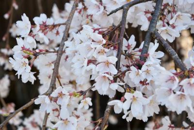 桜の開花状況