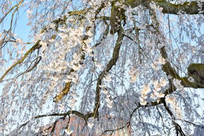 桜の開花状況