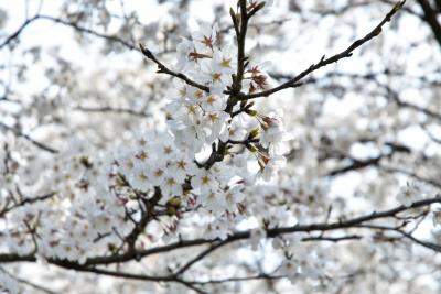 桜の開花状況