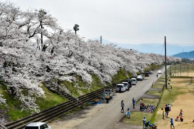 桜の開花状況