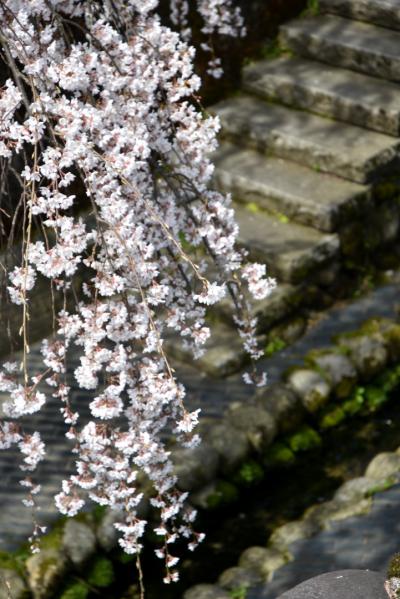 桜の開花状況