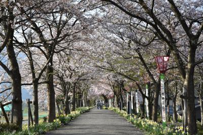 桜の開花状況